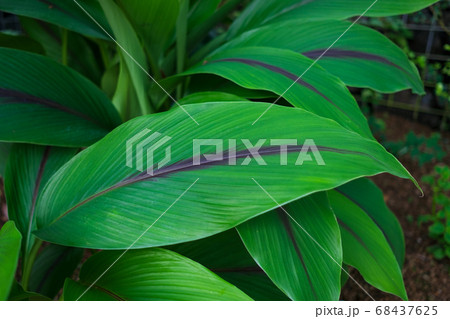 緑色の濃い大きな葉のガジュツ 緑色の濃い大きな葉のガジュツ 68437625