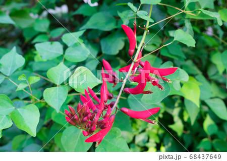 赤色のサンゴシトウの花の写真素材 赤色のサンゴシトウの花の写真素材