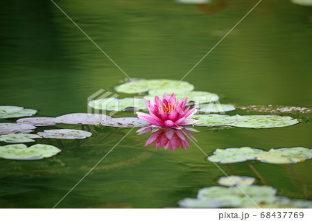 睡蓮の花 68437769