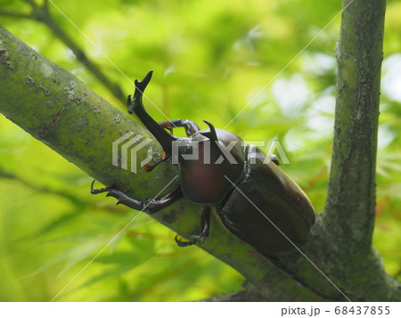 カブトムシ 68437855