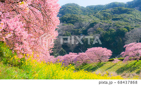 南伊豆町・下賀茂の河津桜 (ソフトフォーカス) 南伊豆町・下賀茂の河津桜 (ソフトフォーカス) 68437868