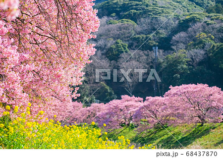 南伊豆町・下賀茂の河津桜 68437870