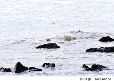 岩場のキアシシギ 68438278