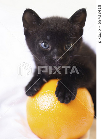 青い目の黒猫の子猫とオレンジ 白バック 子猫 仔猫 動物 くろねこの写真素材