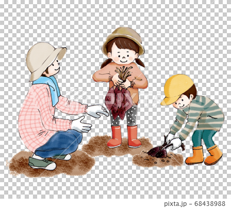 秋收父母和孩子們在挖地瓜 68438988