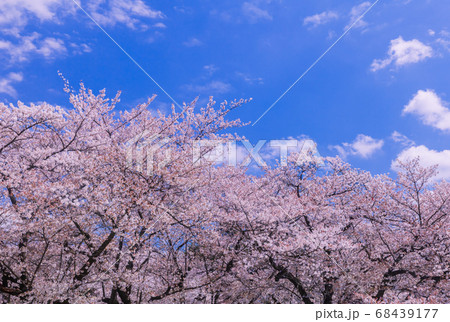 桜とわた雲 桜とわた雲 68439177