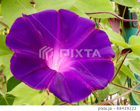 紫色のアサガオの花 68439222