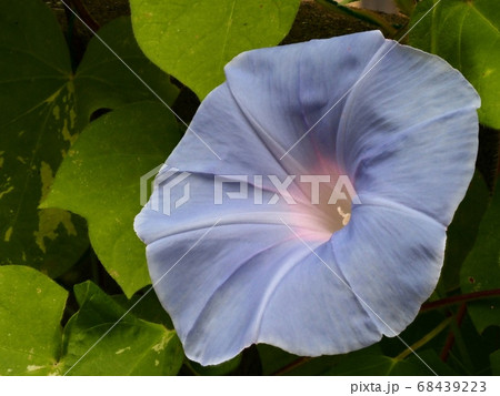 青いアサガオの花 68439223