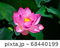 大賀ハス 68440199