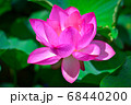 大賀ハス 68440200