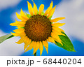 ヒマワリ 68440204