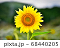 ヒマワリ 68440205