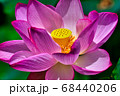 大賀ハス 68440206