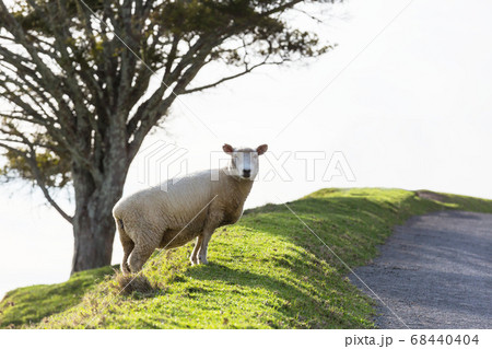 Sheep 68440404