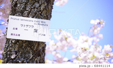 桜 68441114