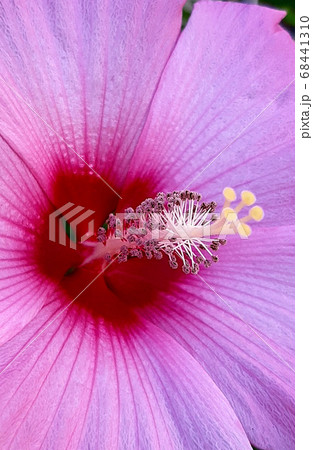 芙蓉 芙蓉 68441310