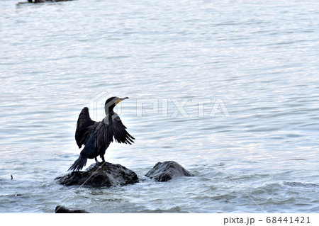 翼を乾かすカワウ 翼を乾かすカワウ 68441421