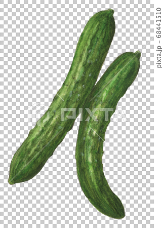 Cucumbers Stock Illustration - Download Image Now - Drawing - Art Product,  Pickle, Cucumber - iStock