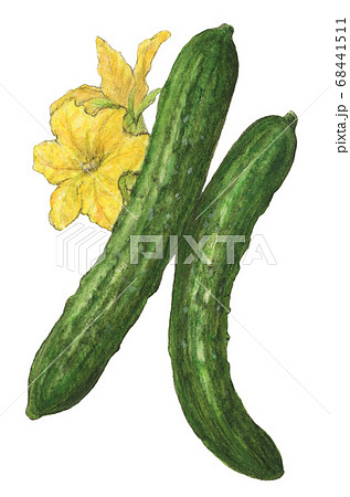 How to draw cucumber / LetsDrawIt