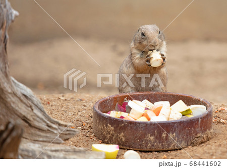 Prairie dog eating Prairie dog eating 68441602