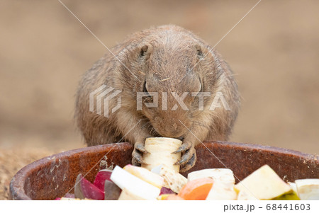 Prairie dog eating Prairie dog eating 68441603