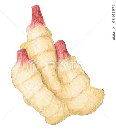 新生姜 水彩色えんぴつ画のイラスト素材