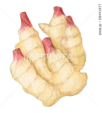 おおきな新生姜 水彩色えんぴつ画 おおきな新生姜 水彩色えんぴつ画 68441977