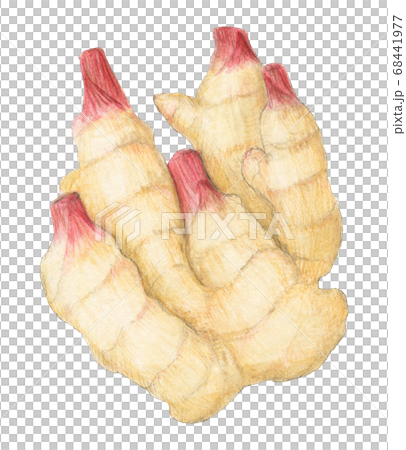 おおきな新生姜 水彩色えんぴつ画 おおきな新生姜 水彩色えんぴつ画 68441977