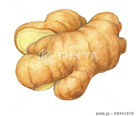 生姜　水彩色えんぴつ画 68441979