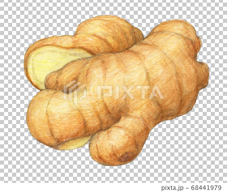 生姜　水彩色えんぴつ画 68441979