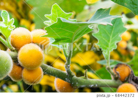 Yellow hairy-fruited eggplant close-up.Selective focus 68442372