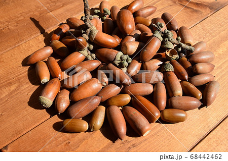 ドングリ 秋イメージ ドングリ 秋イメージ 68442462