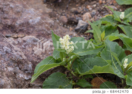 御嶽山三の池付近での高山植物 御嶽山三の池付近での高山植物 68442470