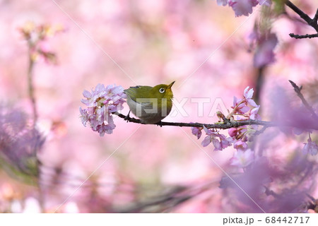 小さな虫を河津桜の枝から見てるメジロの写真素材