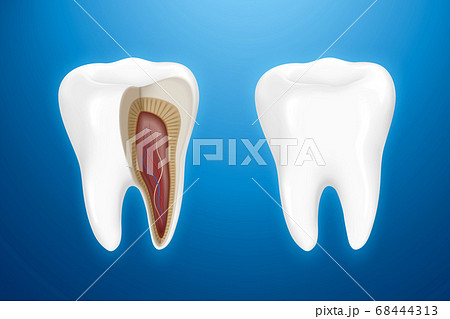 Tooth anatomy isolated on blue Tooth anatomy isolated on blue 68444313