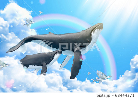 Whales Swimming In Blue Skyのイラスト素材