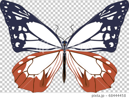 Asagi madara 68444458