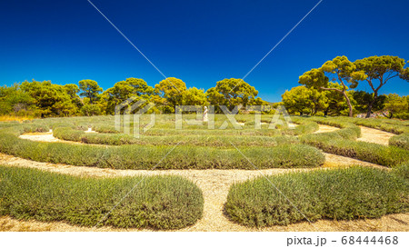 Lavender labyrinth at Adriatic coast near the Lavender labyrinth at Adriatic coast near the 68444468