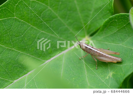 コバネイナゴの幼虫 褐色型 の写真素材