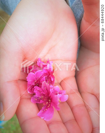 日本一早い桜まつり　沖縄の桜　沖縄の早い春　優しい春　 68444920