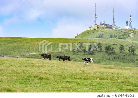 信州　美ヶ原高原の牛たち 68444953