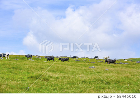 信州　美ヶ原高原の牛 68445010