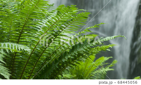 シダ類のある滝の風景 68445056