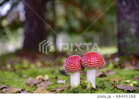長野県木曽町開田高原の秋のベニテングタケ 68445168