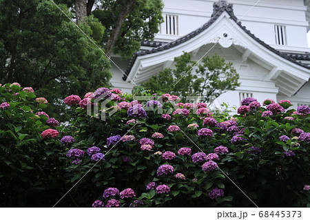 城の前に咲いた紫陽花 68445373
