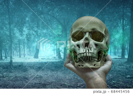 Hand holding a human skull on the forest 68445456
