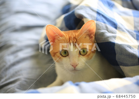 hiding small on cat on the bed 68445750