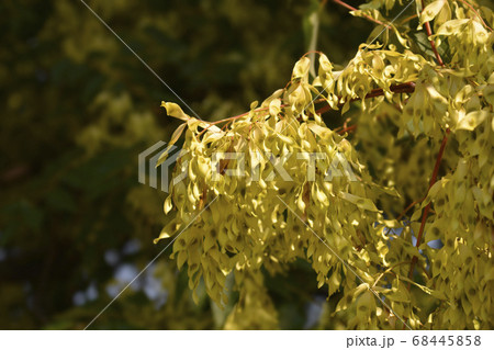 Tree of heaven Tree of heaven 68445858
