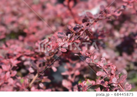 Japanese barberry Harlequin Japanese barberry Harlequin 68445875