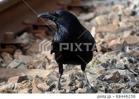 ハシボソガラス ハシボソガラス 68446256